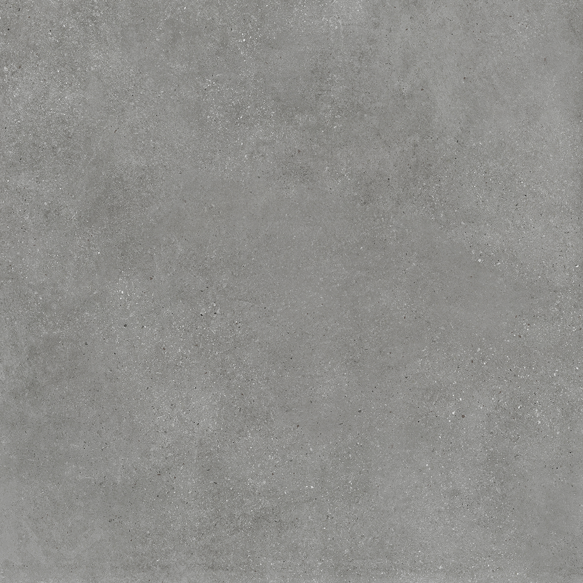 Siam Grey